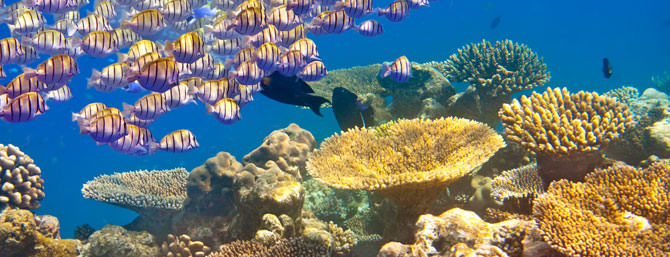 Korallenriff adoptieren