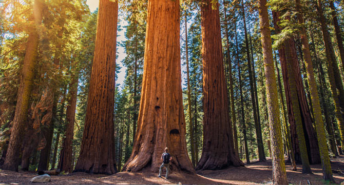 Sequoia National Park Kalifornien