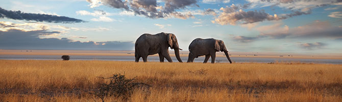 safari_kenia