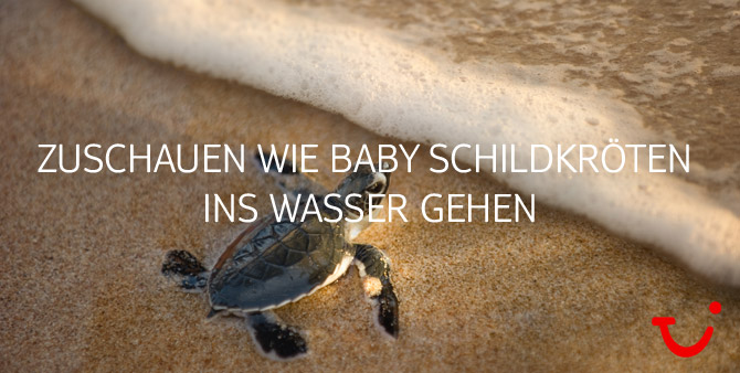 Schildkröten