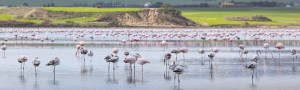 Flamingos Salzsee Larnaca Zypern