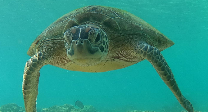 Daymaniyat-Islands-Schildkröte