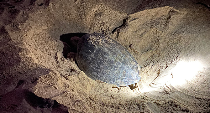 Ras-Al-Jinz-Turtle-Reserve-Schildkröte