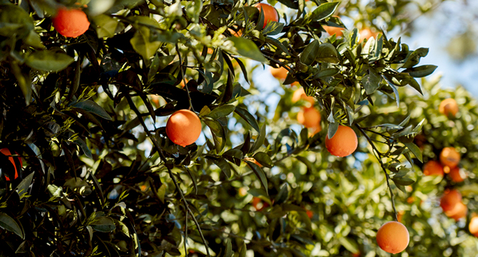 Orangen