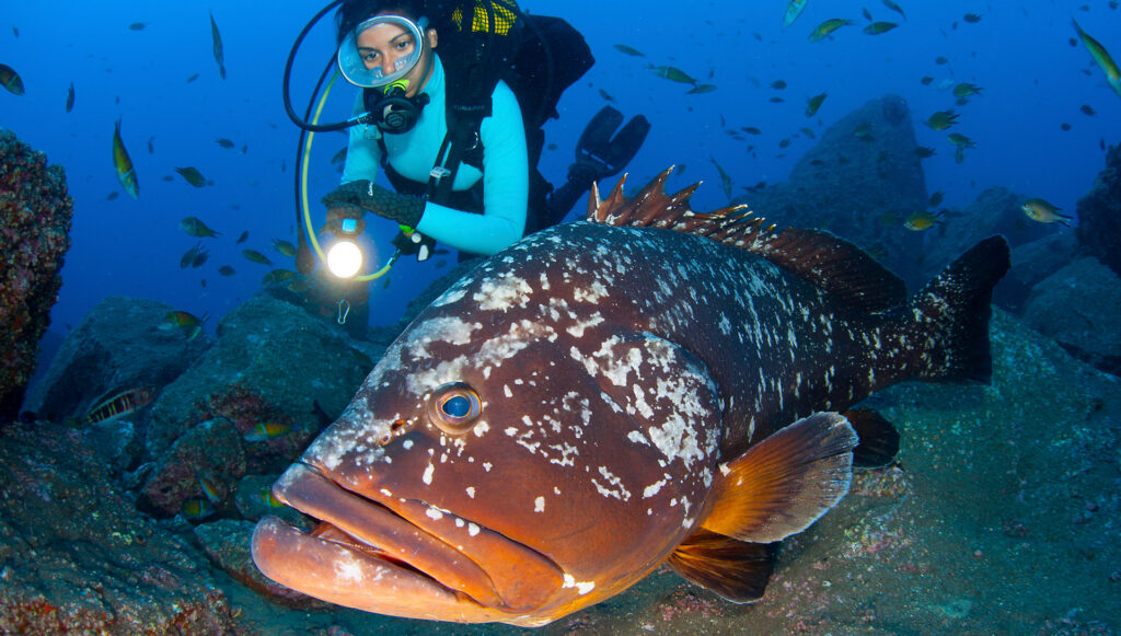 Taucher und Fisch in den tiefen vom Ozean.